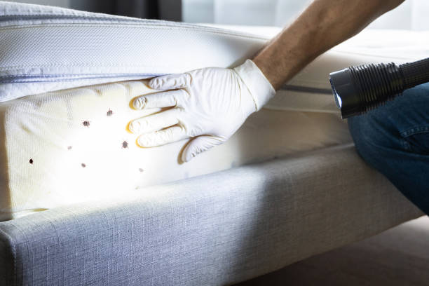 Best Affordable Pest Control Services  in St Bonaventure, NY